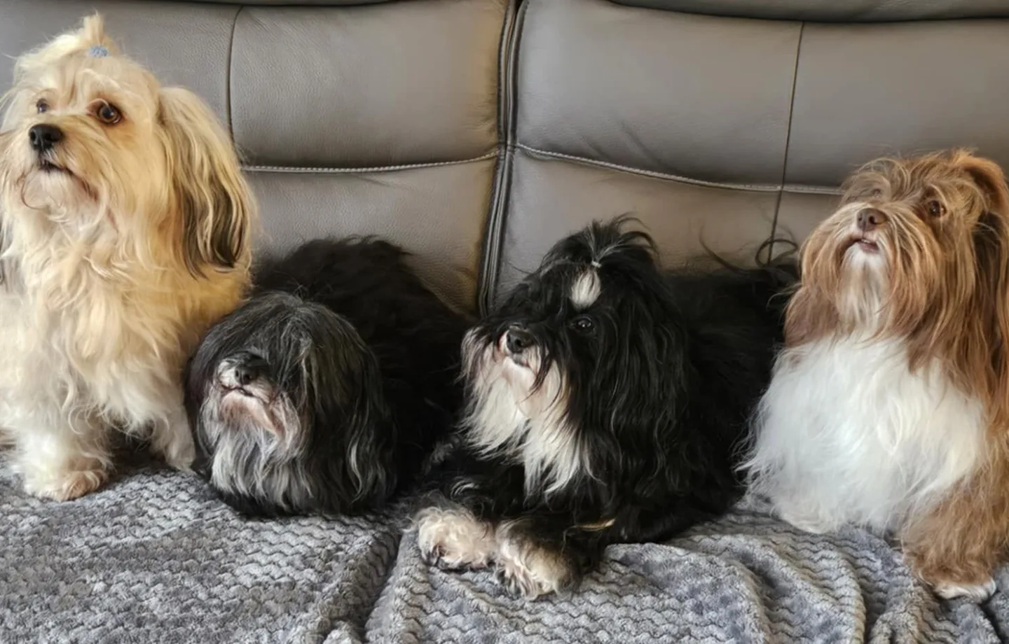 Les quatre Bichons Havanais de l’élevage réunis sur le canapé