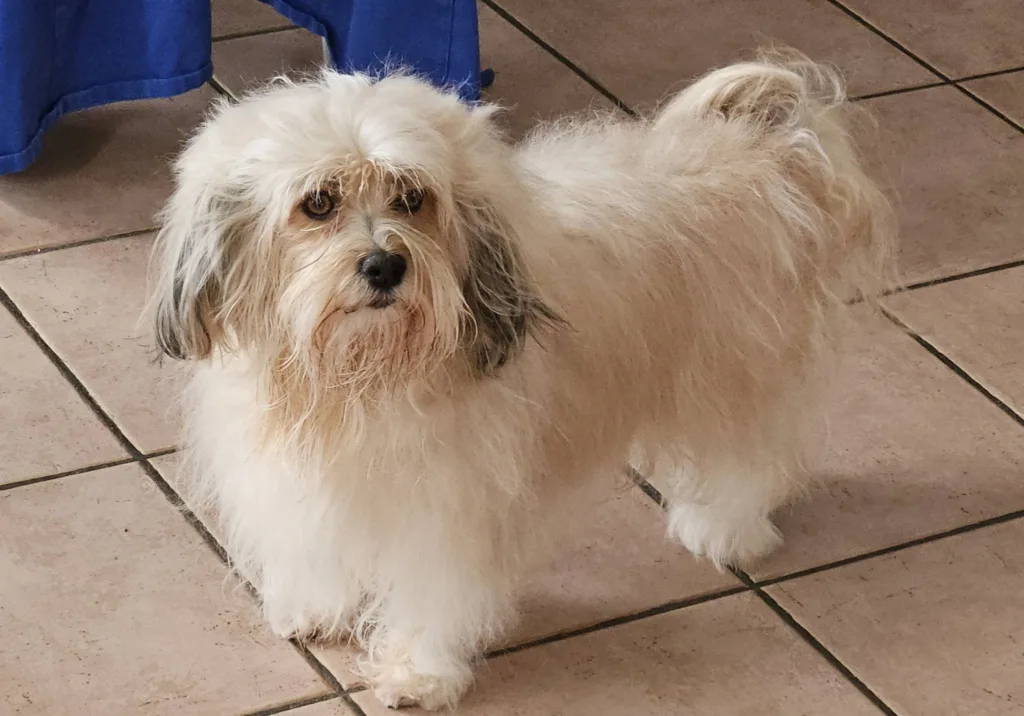 Safran, Bichon Havanais blanc, debout dans la maison