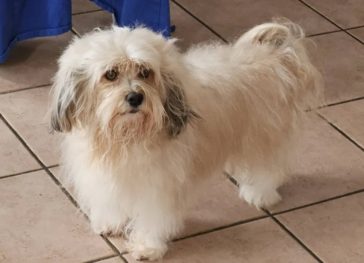 Safran, Bichon Havanais blanc, debout dans la maison
