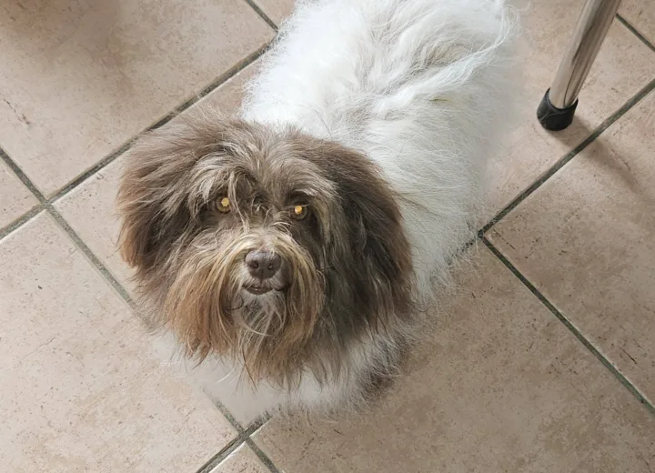 Seeby, Bichon Havanais marron et blanc, dans la maison