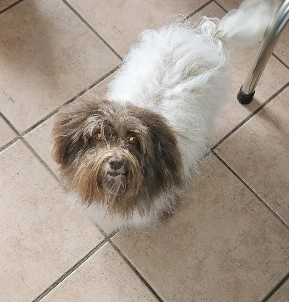 Seeby, Bichon Havanais marron et blanc, dans la maison