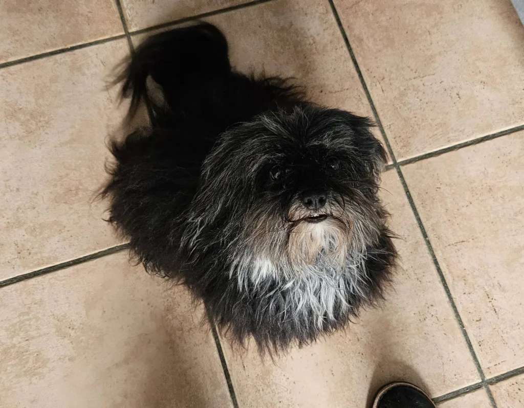 Thya, Bichon Havanais noir, dans la maison