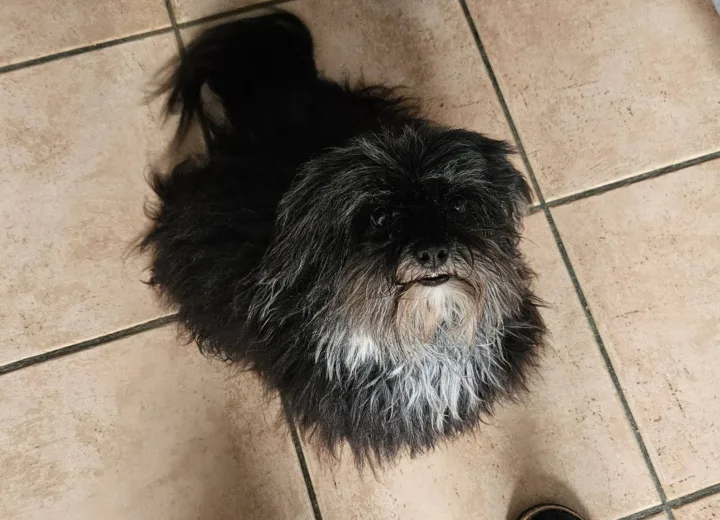 Thya, Bichon Havanais noir, dans la maison