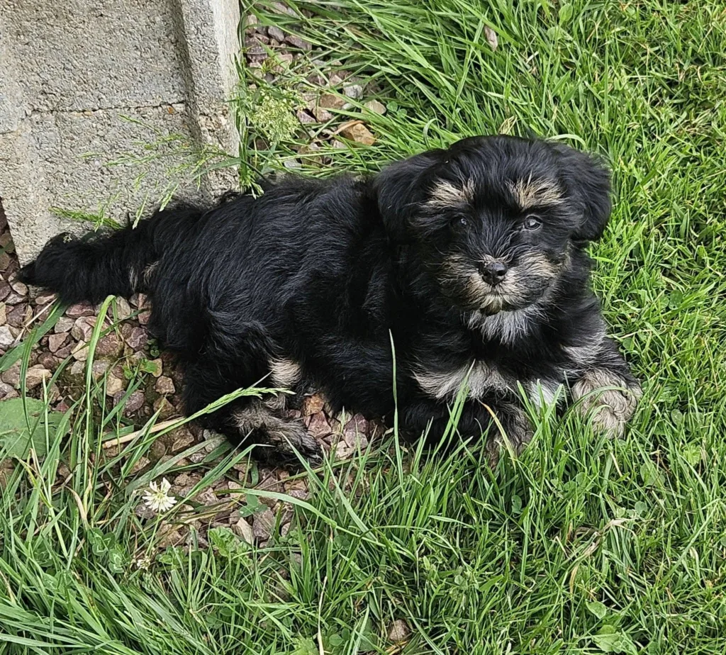 Bergamotte, chiot Bichon Havanais dans l’herbe