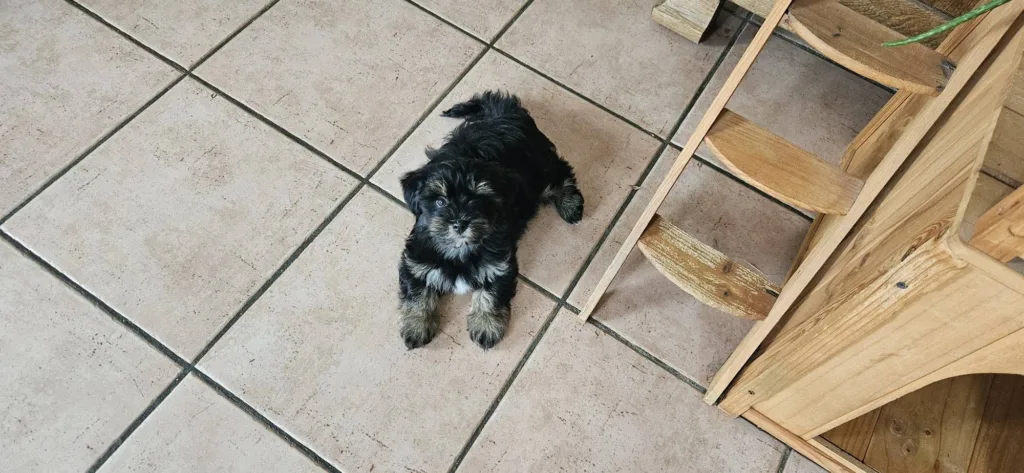Bergamotte, chiot Bichon Havanais dans la maison