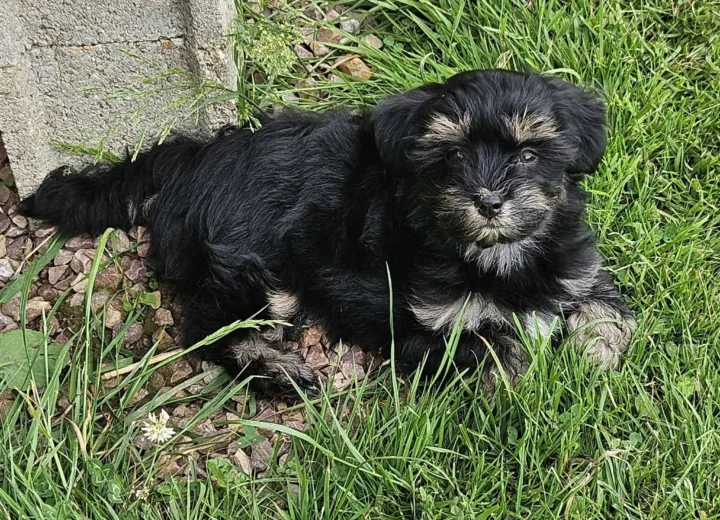 Bergamotte, chiot Bichon Havanais dans l’herbe