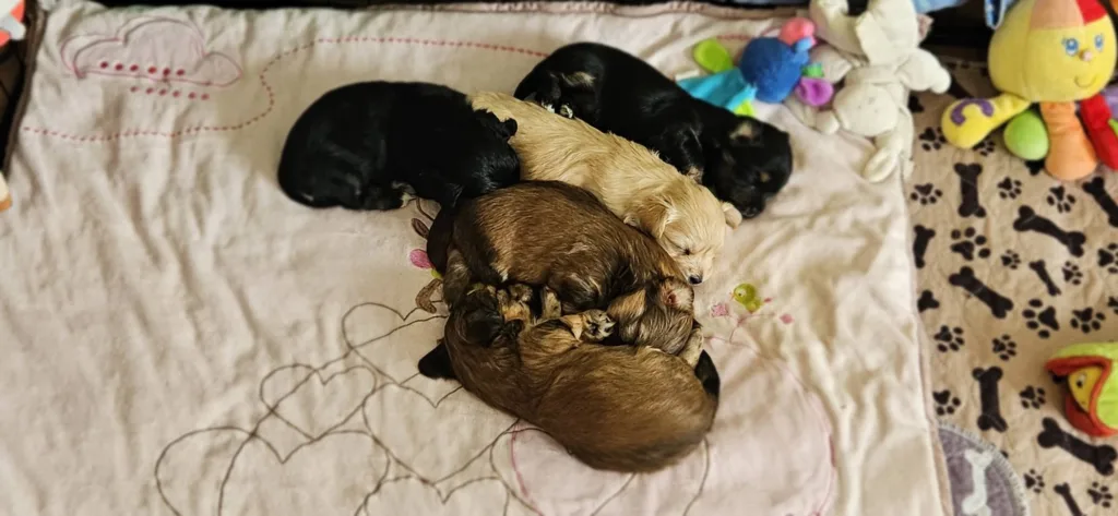 Les chiots de la portée d’avril réunis sur une couverture