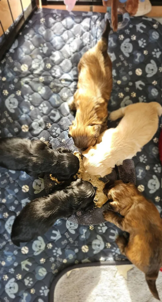 Les chiots de la portée d’avril avec leur mère